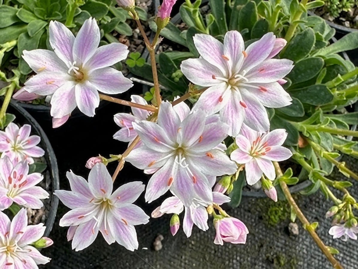 Lewisia 'Archangel' 